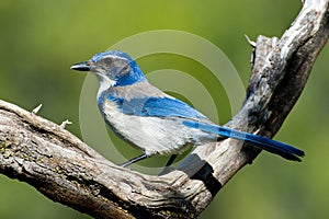 Western Scrub Jay