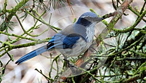 Western Scrub Jay