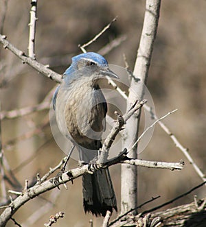 Western scrub jay