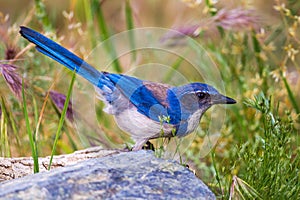 Western Scrub Jay