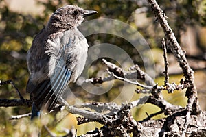 Western Scrub Jay (Aphelocoma californica)