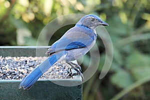 Western Scrub-Jay (Aphelocoma californica) photo