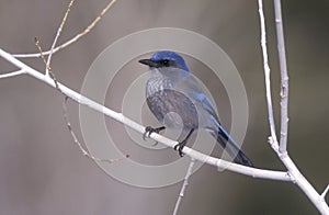 Western-scrub jay, Aphelocoma californica