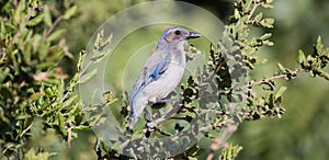 Western Scrub-Jay - Aphelocoma californica