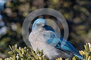 Western Scrub Jay in Arizona