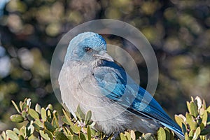 Western Scrub Jay in the Arizona Desert