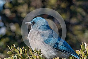 Western Scrub Jay in the Arizona Desert