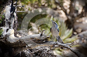 Western Scrub Jay, Grand Canyon