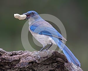 Western Scrub-Jay poses on tree branch with peanut in its beak