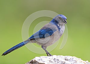 Western Scrub-Jay stands on tree stump while foraging for food in springtime
