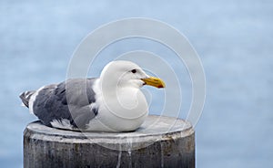 Western seagul resting on a rail  near city peir in Port Townsend