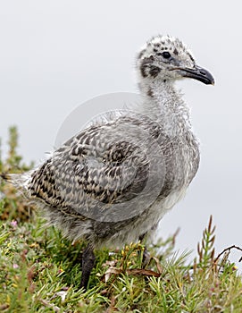 Western Seagull Baby