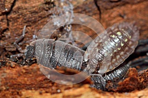 Western shiny woodlouse (Oniscus asellus) and rough woodlouse (Porcellio scaber)
