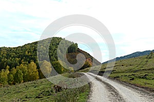 Western Siberia. Foothill landscape in the Charyshsky district of the Altai Territory