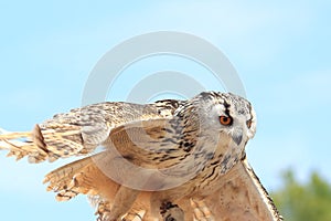 Western siberian eagle-owl