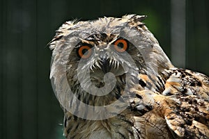 Western Siberian eagle owl (Bubo bubo sibiricus).