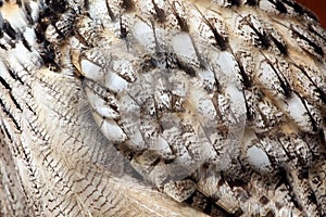 Western Siberian eagle-owl (Bubo bubo sibiricus).