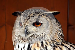 Western Siberian eagle-owl (Bubo bubo sibiricus).