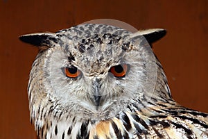 Western Siberian eagle-owl (Bubo bubo sibiricus).