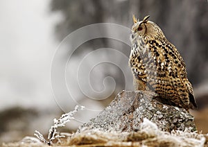 Western siberian eagle owl Bubo bubo sibiricus