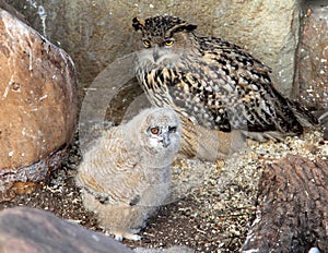 Western Siberian eagle owl Bubo bubo sibiricus with a chick