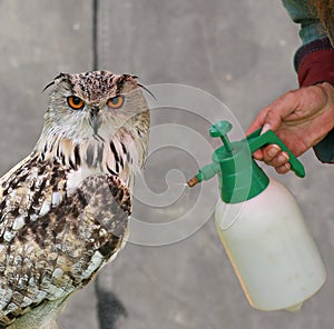 Western Siberian eagle-owl (Bubo bubo sibiricus) is sprayed with water