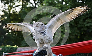 Western Siberian eagle-owl (Bubo bubo sibiricus) is spreading its wings