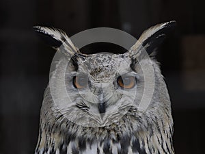 western Siberian eagle owl Bubo sibiricus close up portrait