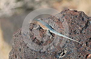 Western Side-blotched Lizard on igneous basalt rock.
