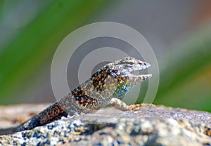 Western Side-blotched Lizard on igneous basalt rock.