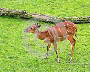 Western Sitatunga eating grass