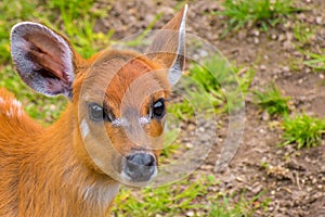 Western sitatunga marshbuck with orange fur white stripes photo