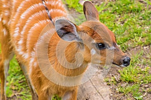 Western sitatunga marshbuck orange fur white stripes photo