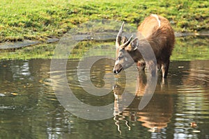 Western sitatunga