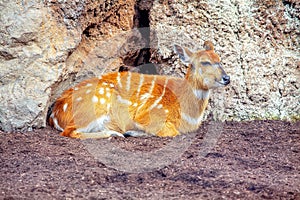Western Sitatunga
