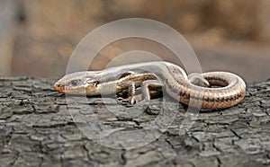 Western Skink Lizard, Coronado Skink Plestiodon skiltonianus interparietalis on log
