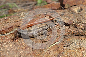 Western Skink Lizard, Coronado Skink Plestiodon skiltonianus interparietalis male