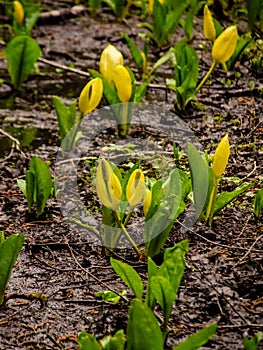 Western Skunk Cabbage Lysichiton americanus in a red alder grove, Olympic National Park