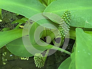 Western skunk cabbage / Lysichiton americanus / Swamp lantern, American skunk-cabbage or Amerikanischer Stinktierkohl