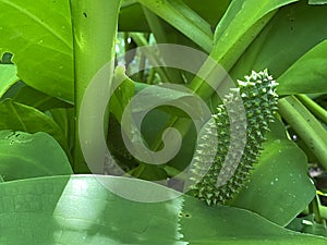 Western skunk cabbage / Lysichiton americanus / Swamp lantern, American skunk-cabbage or Amerikanischer Stinktierkohl