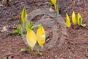 Western skunk-cabbage Lysichiton americanus, yellow flower emerging