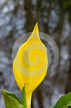 Western skunk-cabbage Lysichiton americanus, yellow flower with spadix in close-up