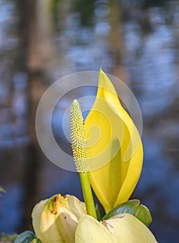 Western skunk-cabbage Lysichiton americanus, with yellow flowers on a bank