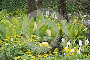 Western skunk-cabbage Lysichiton americanus, yellow flowers