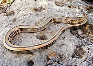 Western Slender Glass Lizard, Ophisaurus attenuatu