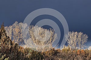 Western Slope Dark Sky, Bare Trees