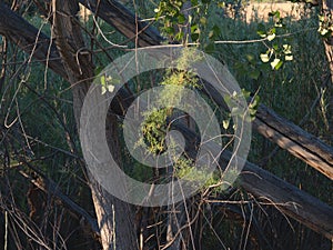 Western Slope Forest Vegetation