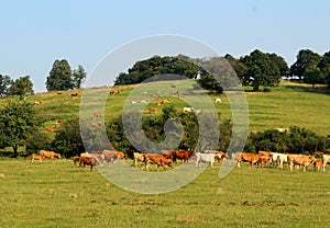 Countryside - pastures with cows