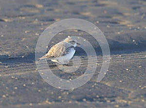 The Western Snowy Plover (Charadrius nivosus nivosus)