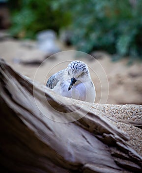 Western Snowy Plover with sand on beak gazing at viewer